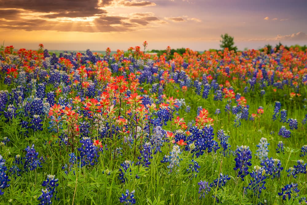 Texas wildflowers
