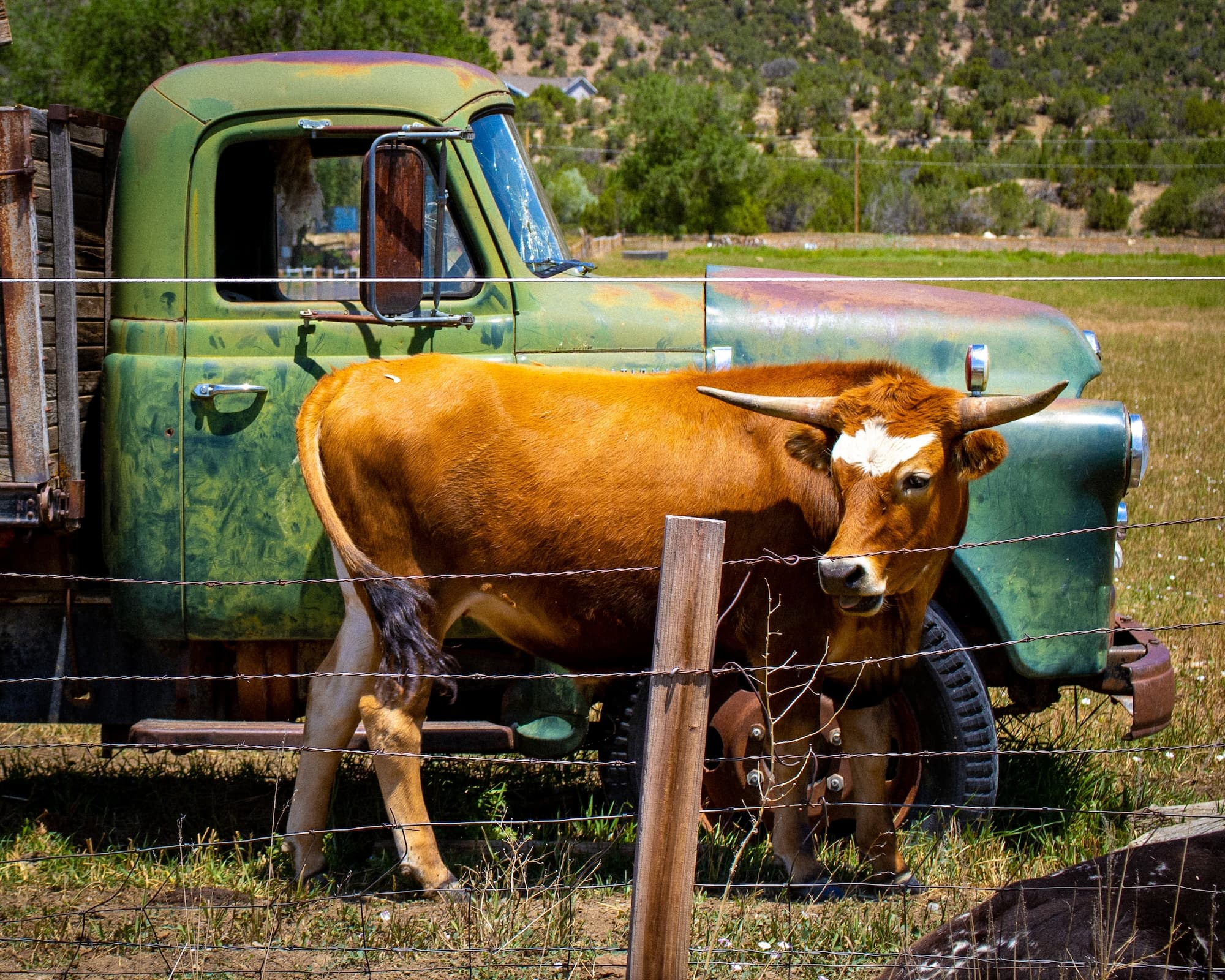 A photo of a cow behind a barbed wire fence in front of an old truck in Steiner Ranch in Austin, TX